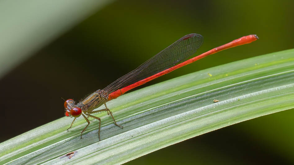 Telebasis digiticollis (Marsh Firetail) male-3.jpg